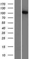 R3HDM2 Protein - Western validation with an anti-DDK antibody * L: Control HEK293 lysate R: Over-expression lysate