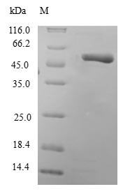 RAB10 Protein - (Tris-Glycine gel) Discontinuous SDS-PAGE (reduced) with 5% enrichment gel and 15% separation gel.
