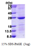 RAB10 Protein
