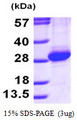 RAB11A Protein