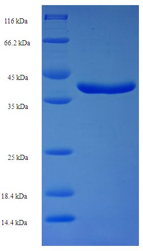 RAB11A Protein
