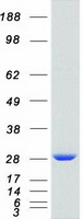 RAB11A Protein - Purified recombinant protein RAB11A was analyzed by SDS-PAGE gel and Coomassie Blue Staining