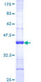 RAB11B Protein - 12.5% SDS-PAGE Stained with Coomassie Blue.