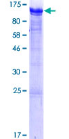 RAB11FIP1 Protein - 12.5% SDS-PAGE of human RAB11FIP1 stained with Coomassie Blue