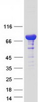 RAB11FIP1 Protein - Purified recombinant protein RAB11FIP1 was analyzed by SDS-PAGE gel and Coomassie Blue Staining