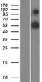 RAB11FIP3 Protein - Western validation with an anti-DDK antibody * L: Control HEK293 lysate R: Over-expression lysate