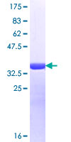 RAB11FIP3 Protein - 12.5% SDS-PAGE Stained with Coomassie Blue.