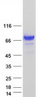RAB11FIP3 Protein - Purified recombinant protein RAB11FIP3 was analyzed by SDS-PAGE gel and Coomassie Blue Staining