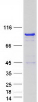 RAB11FIP4 / RAB11-FIP4 Protein - Purified recombinant protein RAB11FIP4 was analyzed by SDS-PAGE gel and Coomassie Blue Staining