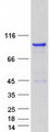 RAB11FIP4 / RAB11-FIP4 Protein - Purified recombinant protein RAB11FIP4 was analyzed by SDS-PAGE gel and Coomassie Blue Staining