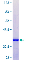 RAB11FIP5 / RIP11 Protein - 12.5% SDS-PAGE Stained with Coomassie Blue.