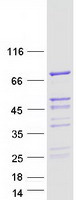 RAB11FIP5 / RIP11 Protein - Purified recombinant protein RAB11FIP5 was analyzed by SDS-PAGE gel and Coomassie Blue Staining