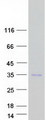 RAB12 Protein - Purified recombinant protein RAB12 was analyzed by SDS-PAGE gel and Coomassie Blue Staining