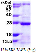 RAB13 Protein