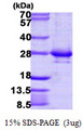 RAB14 Protein