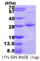 RAB17 Protein