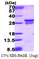 RAB23 Protein