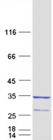 RAB23 Protein - Purified recombinant protein RAB23 was analyzed by SDS-PAGE gel and Coomassie Blue Staining