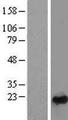 RAB24 Protein - Western validation with an anti-DDK antibody * L: Control HEK293 lysate R: Over-expression lysate