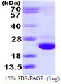 RAB24 Protein