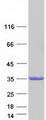 RAB27A / RAB27 Protein - Purified recombinant protein RAB27A was analyzed by SDS-PAGE gel and Coomassie Blue Staining