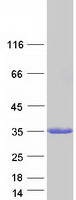 RAB27A / RAB27 Protein - Purified recombinant protein RAB27A was analyzed by SDS-PAGE gel and Coomassie Blue Staining