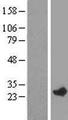 RAB29 / RAB7L1 Protein - Western validation with an anti-DDK antibody * L: Control HEK293 lysate R: Over-expression lysate