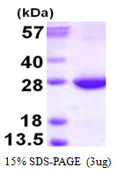 RAB31 Protein