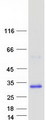 RAB33A Protein - Purified recombinant protein RAB33A was analyzed by SDS-PAGE gel and Coomassie Blue Staining