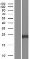 RAB35 Protein - Western validation with an anti-DDK antibody * L: Control HEK293 lysate R: Over-expression lysate