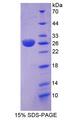 RAB37 Protein - Recombinant RAB37, Member RAS Oncogene Family By SDS-PAGE