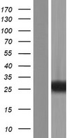 RAB39 / RAB39A Protein - Western validation with an anti-DDK antibody * L: Control HEK293 lysate R: Over-expression lysate