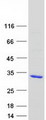 RAB39 / RAB39A Protein - Purified recombinant protein RAB39A was analyzed by SDS-PAGE gel and Coomassie Blue Staining