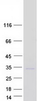 RAB3A Protein - Purified recombinant protein RAB3A was analyzed by SDS-PAGE gel and Coomassie Blue Staining