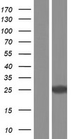 RAB3B Protein - Western validation with an anti-DDK antibody * L: Control HEK293 lysate R: Over-expression lysate