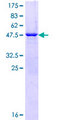RAB3B Protein - 12.5% SDS-PAGE of human RAB3B stained with Coomassie Blue