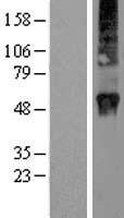 RAB3D Protein - Western validation with an anti-DDK antibody * L: Control HEK293 lysate R: Over-expression lysate