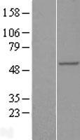 RAB3IP / RABIN3 Protein - Western validation with an anti-DDK antibody * L: Control HEK293 lysate R: Over-expression lysate