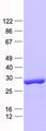 RAB3IP / RABIN3 Protein