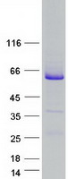 RAB3IP / RABIN3 Protein - Purified recombinant protein RAB3IP was analyzed by SDS-PAGE gel and Coomassie Blue Staining