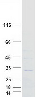 RAB40A / RAR2 Protein - Purified recombinant protein RAB40A was analyzed by SDS-PAGE gel and Coomassie Blue Staining