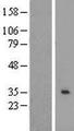 RAB40AL Protein - Western validation with an anti-DDK antibody * L: Control HEK293 lysate R: Over-expression lysate