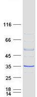 RAB40B Protein - Purified recombinant protein RAB40B was analyzed by SDS-PAGE gel and Coomassie Blue Staining