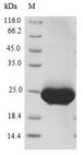 RAB4A / RAB4 Protein - (Tris-Glycine gel) Discontinuous SDS-PAGE (reduced) with 5% enrichment gel and 15% separation gel.
