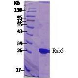 RAB5A / RAB5 Protein - SDS-PAGE of 26kDa human Rab5 protein.
