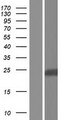 RAB5B Protein - Western validation with an anti-DDK antibody * L: Control HEK293 lysate R: Over-expression lysate
