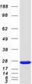 RAB6B Protein - Purified recombinant protein RAB6B was analyzed by SDS-PAGE gel and Coomassie Blue Staining