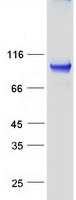RAB6KIFL / KIF20A Protein - Purified recombinant protein KIF20A was analyzed by SDS-PAGE gel and Coomassie Blue Staining