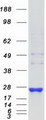 RAB8B Protein - Purified recombinant protein RAB8B was analyzed by SDS-PAGE gel and Coomassie Blue Staining