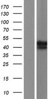 RABEPK / p40 Protein - Western validation with an anti-DDK antibody * L: Control HEK293 lysate R: Over-expression lysate